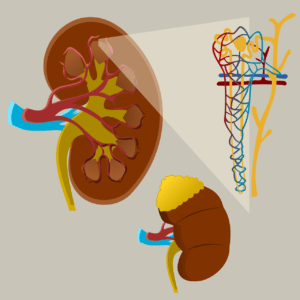 Doença renal crônical