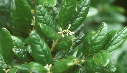 Horto Didático de Plantas Medicinais do HU/CCS