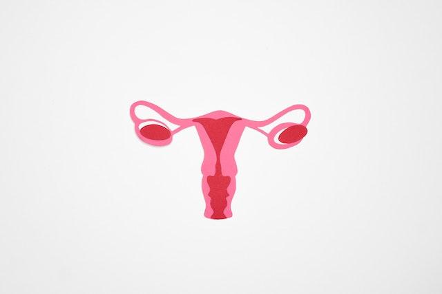 esta imagem mostra o aparelho sexual feminino incluindo o ovário, o tipo de câncer ginecológico mais letal