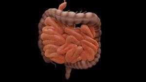 O exame de colonoscopia é fundamental para avaliar a saúde do intestino grosso.